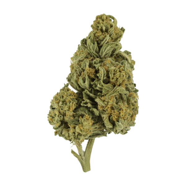 Blackwater | MMJDirect Canada