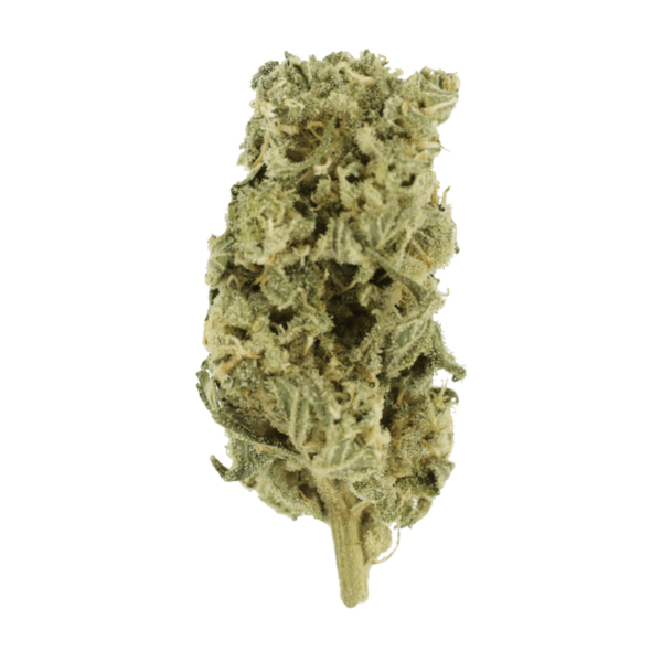 Romulan Hashplant | MMJDirect Canada