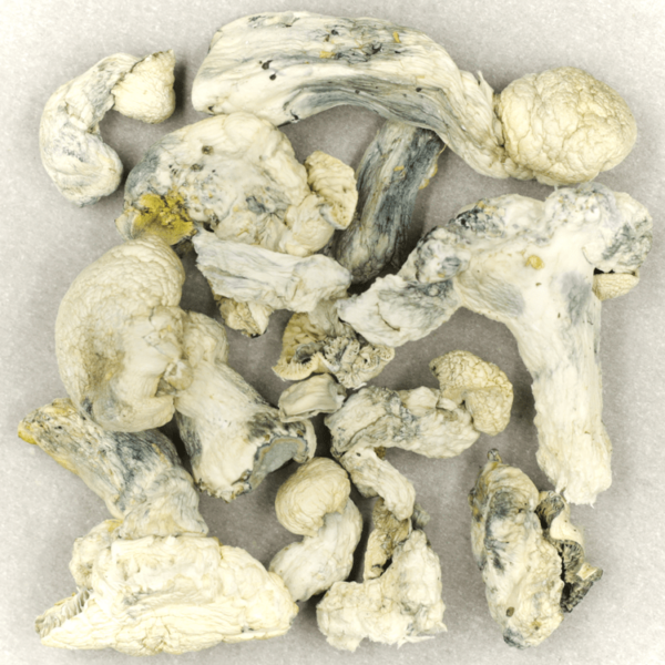 Cambodian Psilocybe Cubensis | MMJDirect Canada