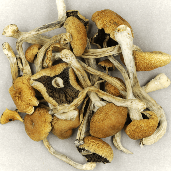 Cambodian Psilocybe Cubensis | MMJDirect Canada