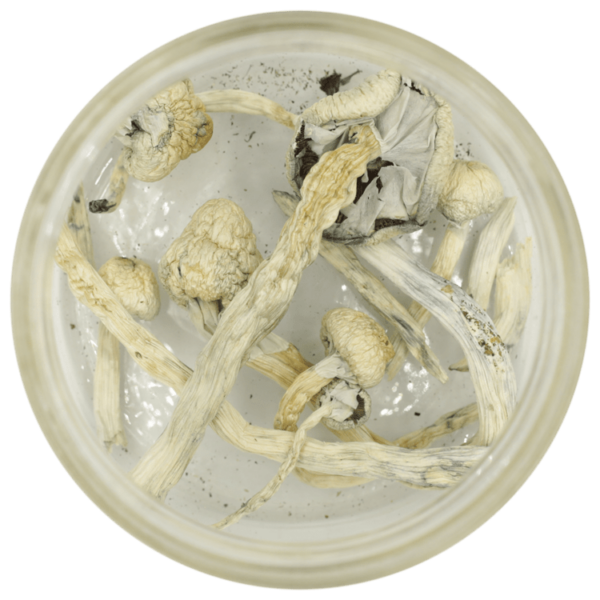 Great White Monster Cubensis | MMJDirect Canada