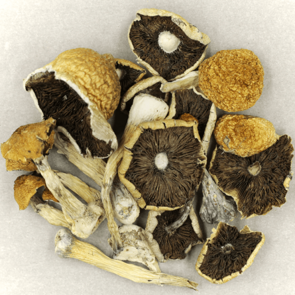 Penis Envy Cubensis | MMJDirect Canada