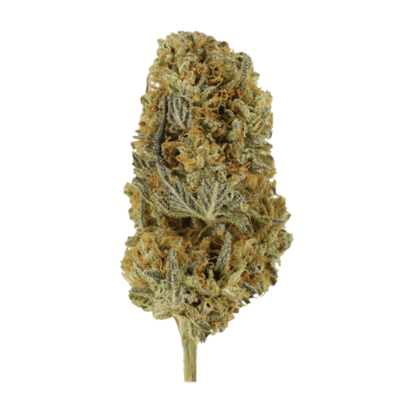 Headband | MMJDirect Canada