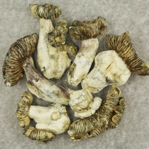 White Burma | MMJDirect Canada