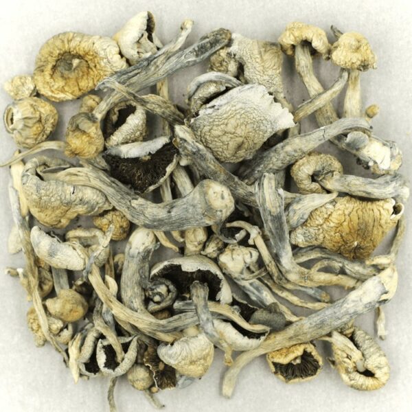 Albino A+ | MMJDirect Canada