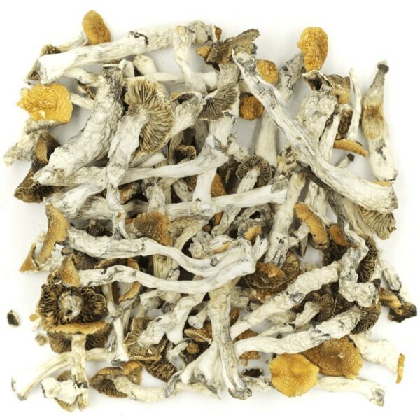 Golden Teacher | MMJDirect Canada