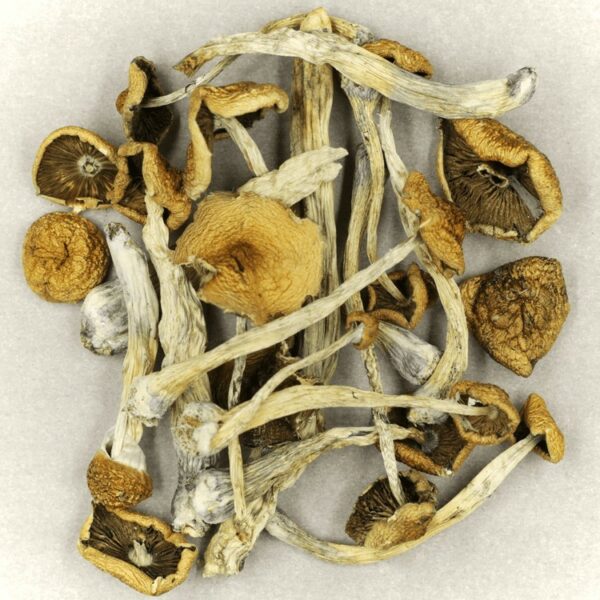 Psilocybe Cubensis Mexicana | MMJDirect Canada