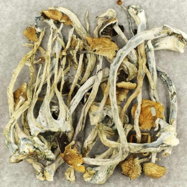 Amazonian Cubensis | MMJDirect Canada