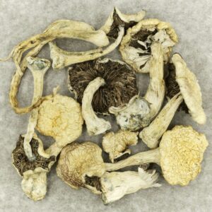 Leucistic Burma | MMJDirect Canada
