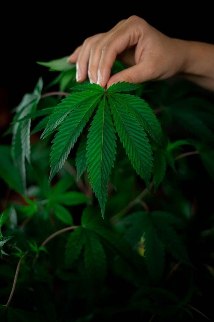 Buy My cannabis Online: Deals and Discounts You Can Find From Our Online Marijuana Dispensary | MMJDirect Canada | MMJDirect Canada