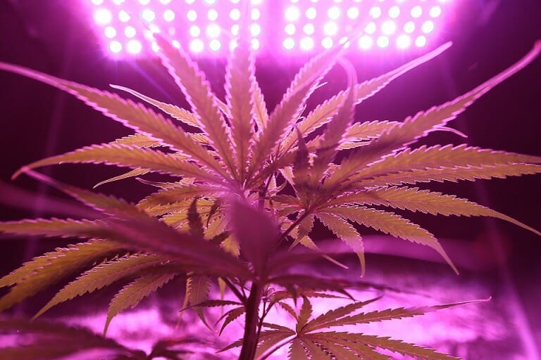 Discover How A cannabis Shop Helps You Better Understand Cannabis | MMJDirect Canada | MMJDirect Canada