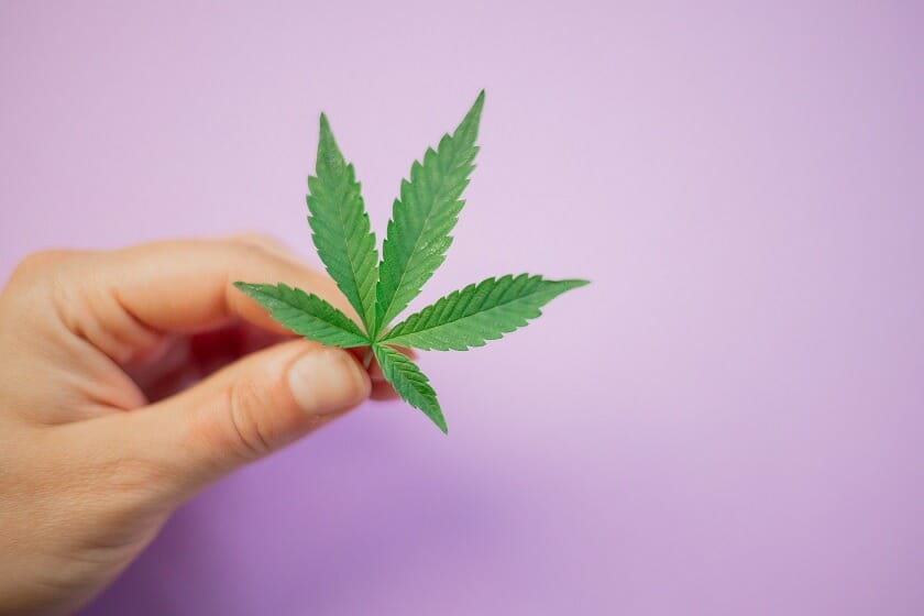 Discover How A cannabis Shop Helps You Better Understand Cannabis | MMJDirect Canada | MMJDirect Canada