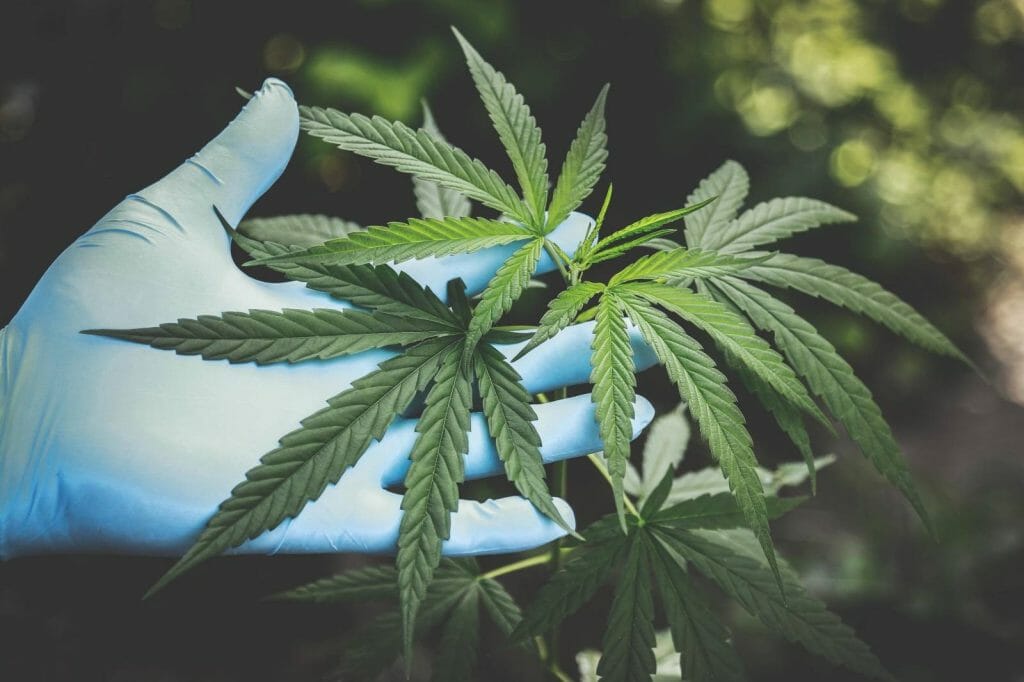 Buy cannabis Online