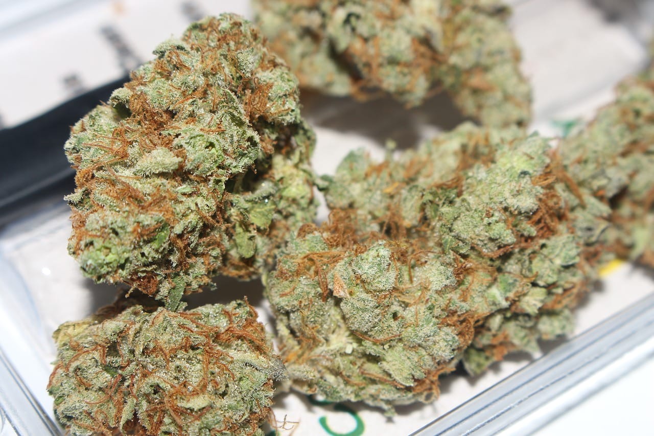 Hybrid cannabis Strains | MMJDirect Canada