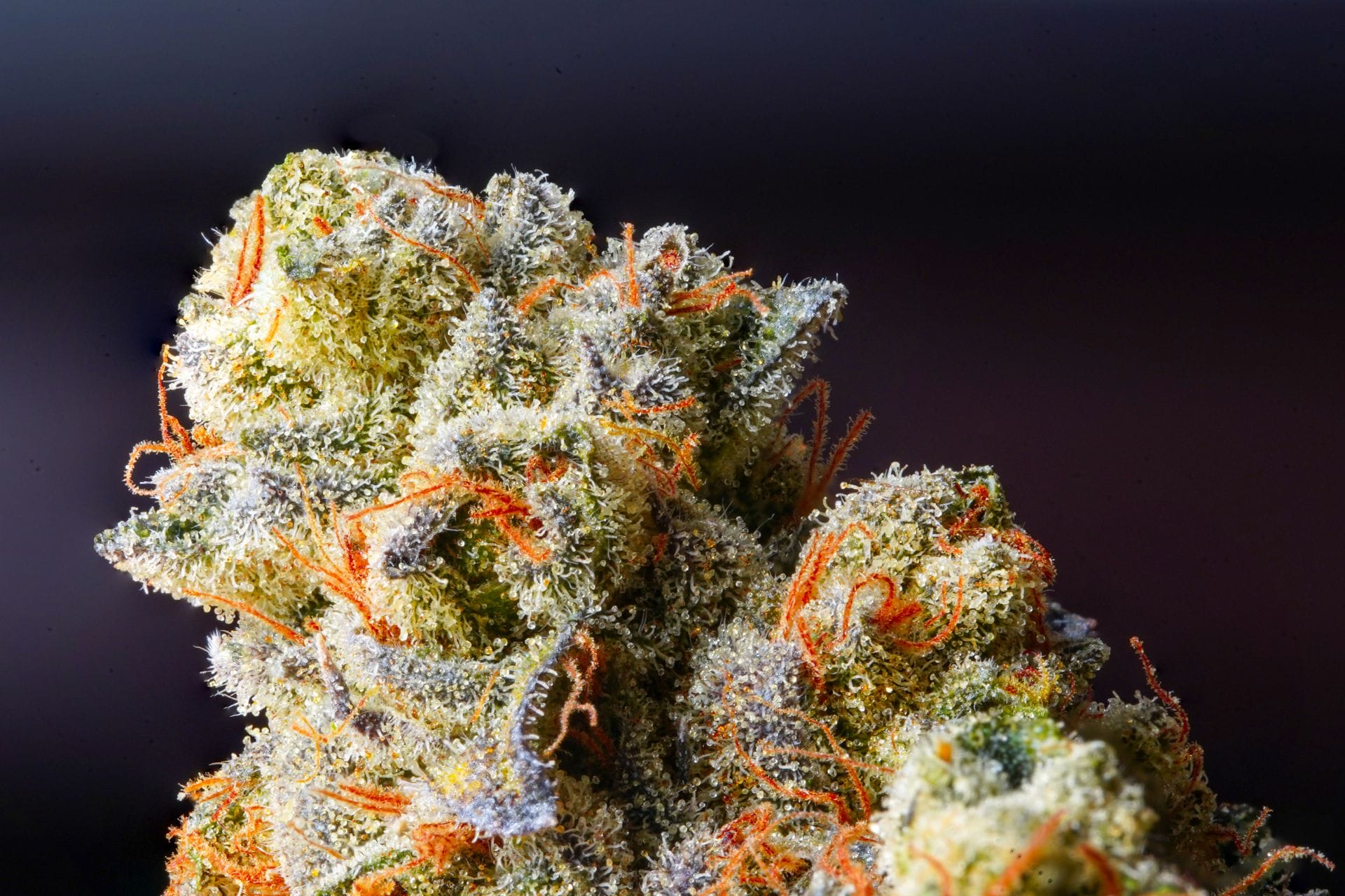 Weed Delivery Canada_ Top Hybrid Selection | MMJDirect Canada