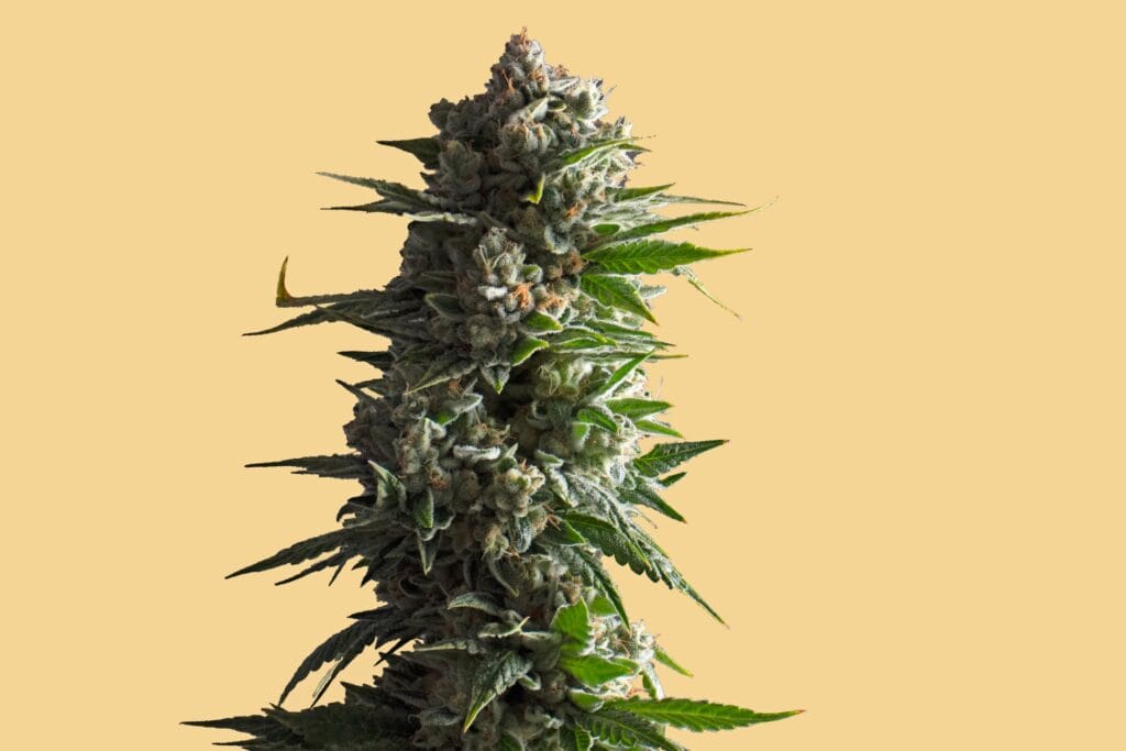 what does hybrid cannabis do?