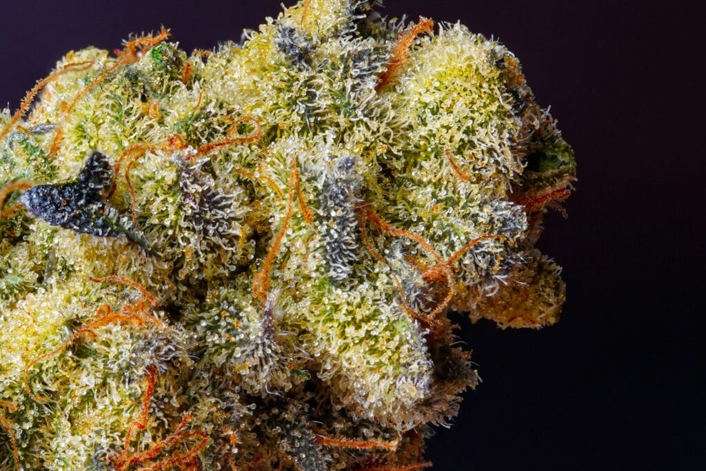 Hybrid cannabis at MMJDirect Canada