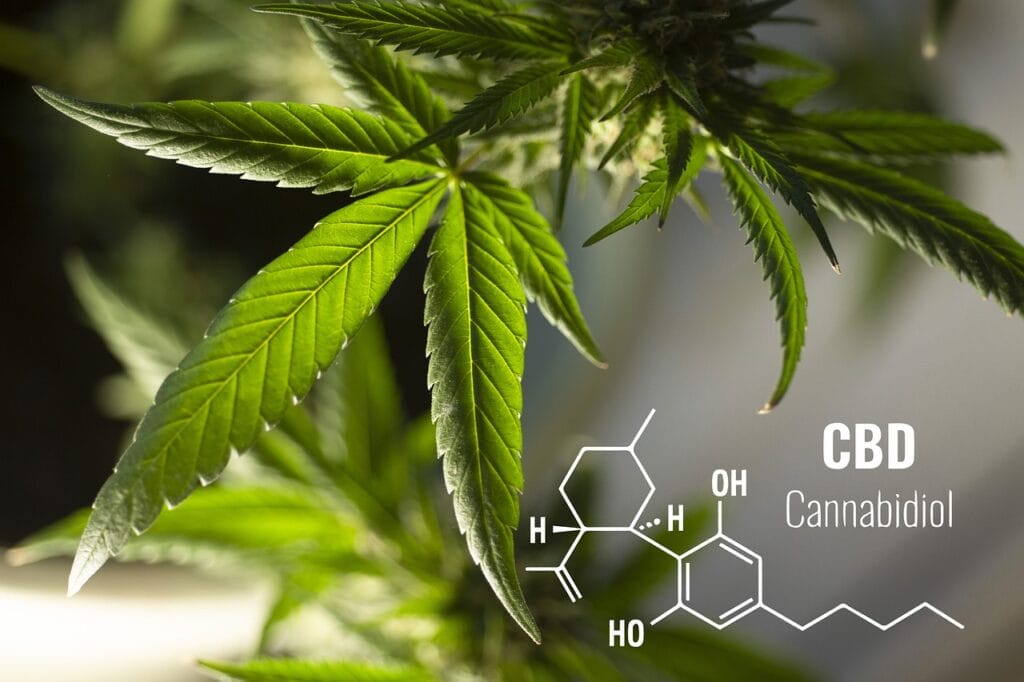Buy cannabis online - THC, CBD, and Other Cannabinoids in cannabis Show Potent Effects Against Gonorrhea