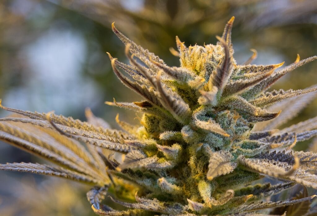 buy indica flower online in Canada | MMJDirect Canada