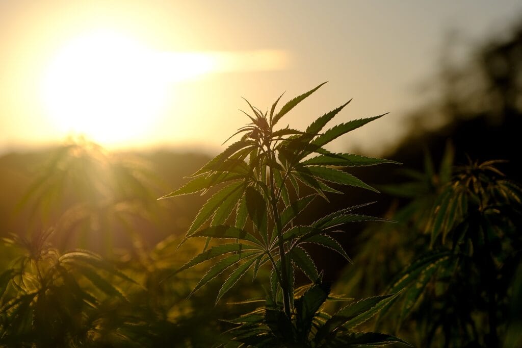 Buy indica flower online | MMJDirect Canada