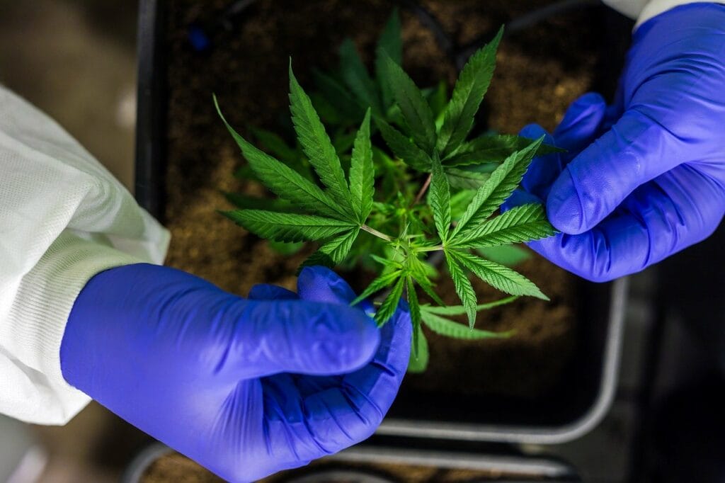 Buy cannabis online