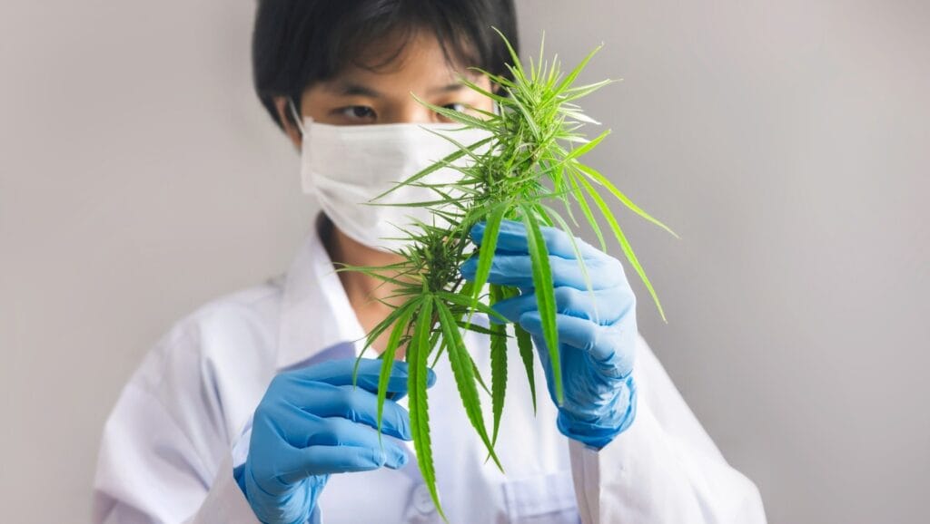 buy cannabis online in Canada